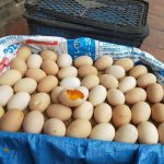 Trứng gà ăn thóc 2 lòng đỏ - 20 quả