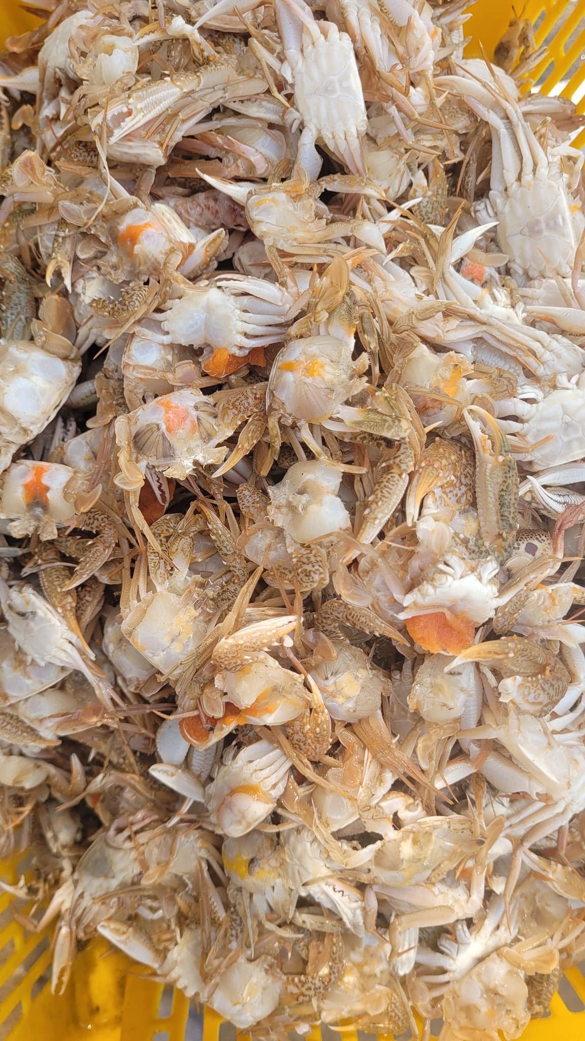 336185139_1915172592165297_3269059648386104138_n (1)